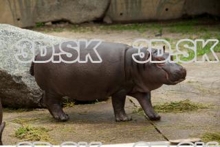 Hippo baby 0006